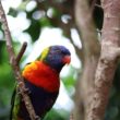 Perroquet d'Amazonie