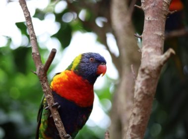 Perroquet d'Amazonie