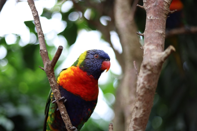 Amazone papegaai