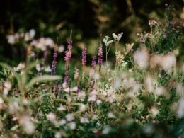 Hoe tuinwebshops inspelen op seizoensgebonden tuinonderhoud